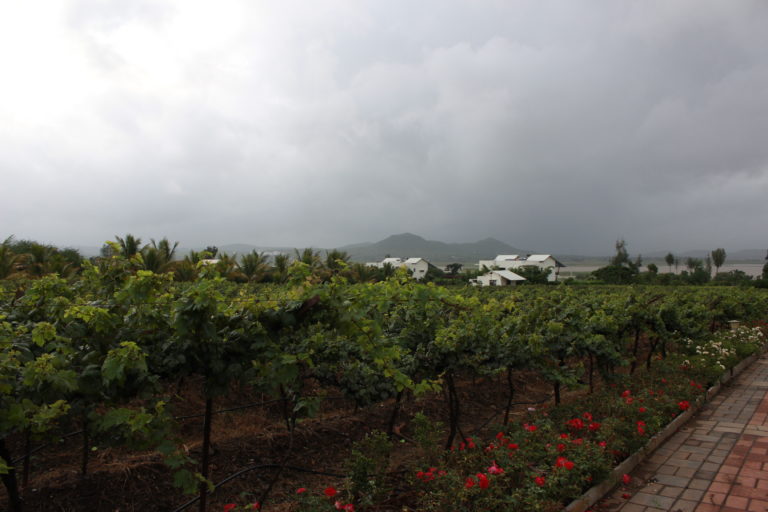 Guide to the only boutique winery of India - Soma Vine Village Guide to the only boutique winery of India - Soma Vine Village