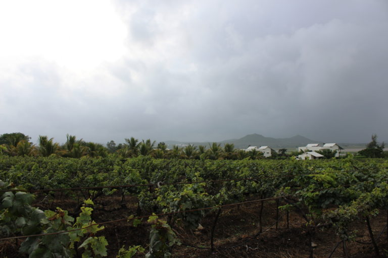 Guide to the only boutique winery of India - Soma Vine Village Guide to the only boutique winery of India - Soma Vine Village