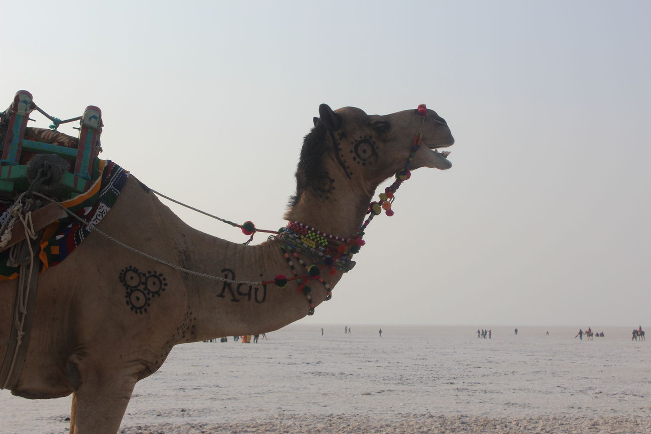 White Desert Festival Rann Utsav