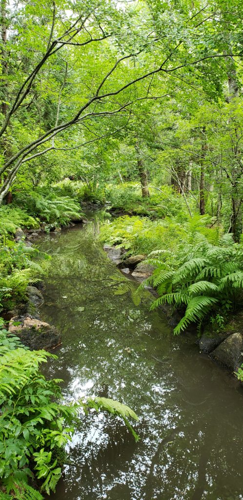 wild gardens of acadia