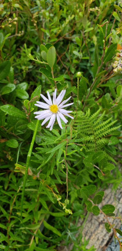 wild gardens of acadia