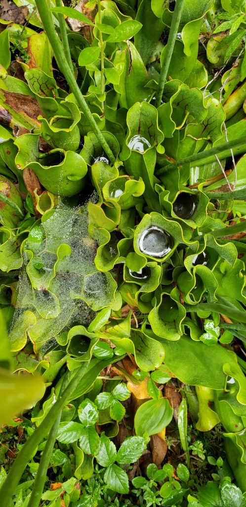 wild gardens of acadia