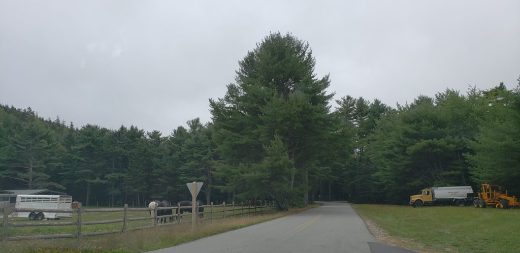 wildwood stables