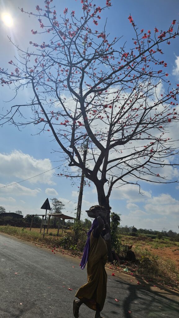 A semal tree in villages of Gujarat in spring