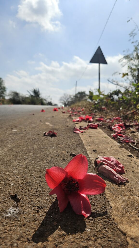Semal flowers on the road in spring