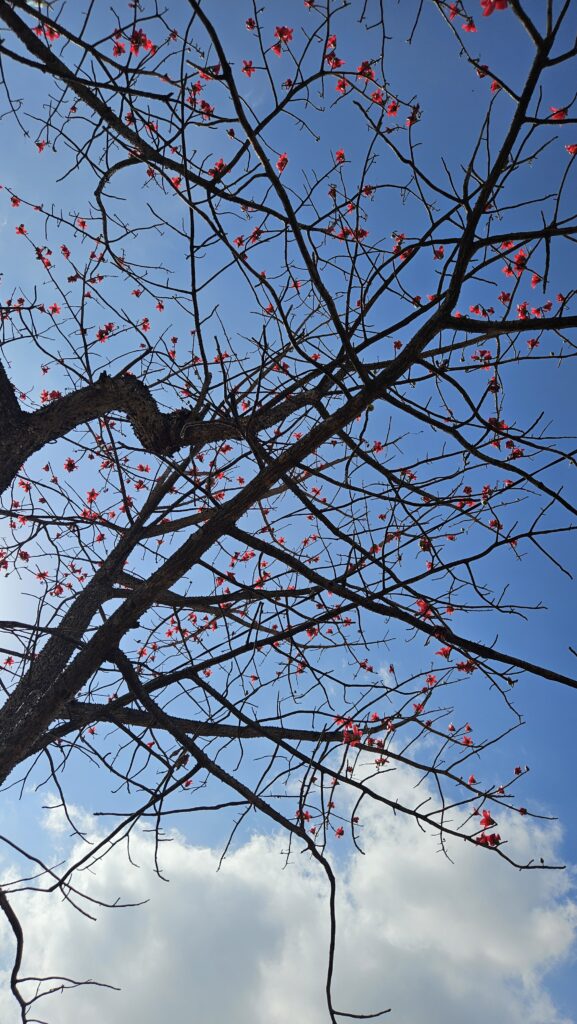 semal tree in spring of Gujarat