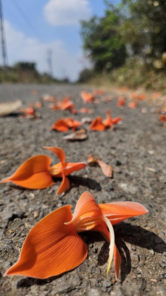 Palash flowers in spring