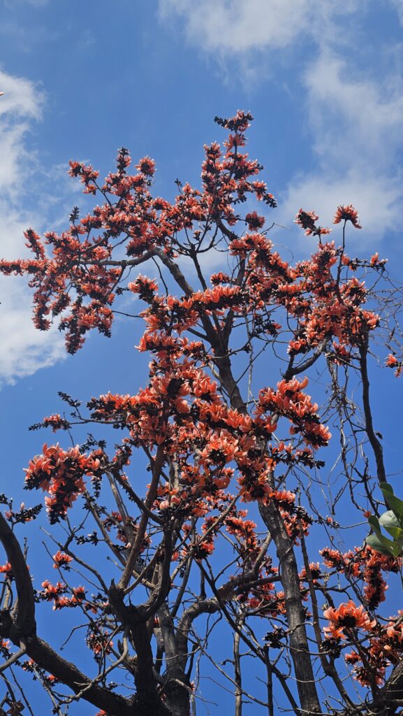 palash tree in spring of Gujarat