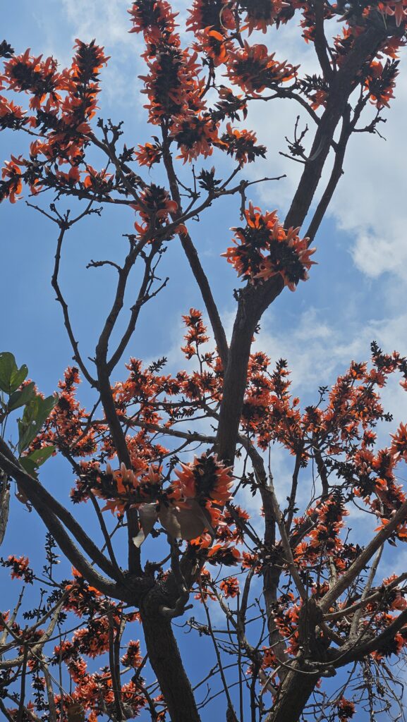 kesudo in full bloom