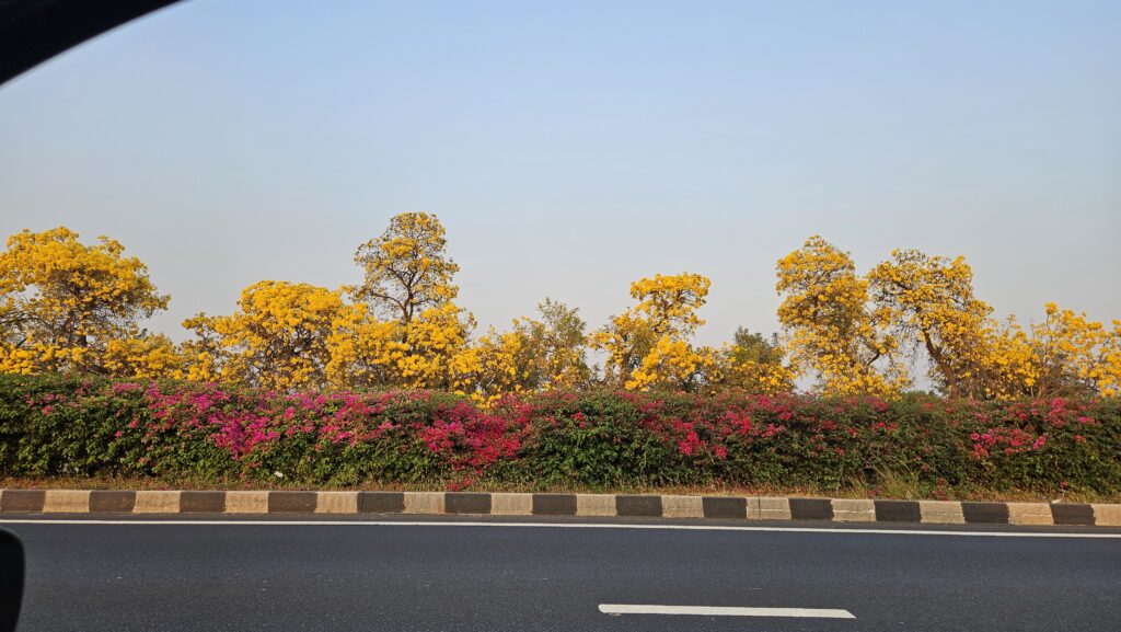 golden trumpet trees in spring of Gujarat