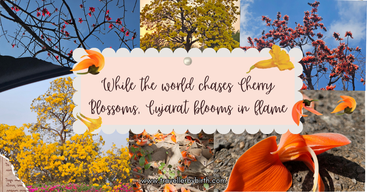 spring flowers in Gujarat